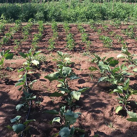 موتيل Erol Orhaniye (Marmaris)