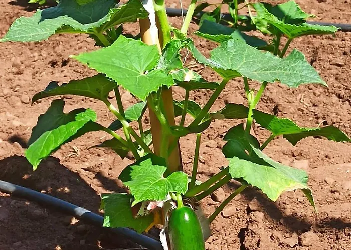 汽车旅馆 埃罗尔汽车旅馆