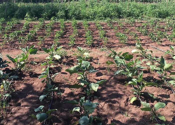 汽车旅馆 埃罗尔汽车旅馆 Orhaniye (Marmaris)